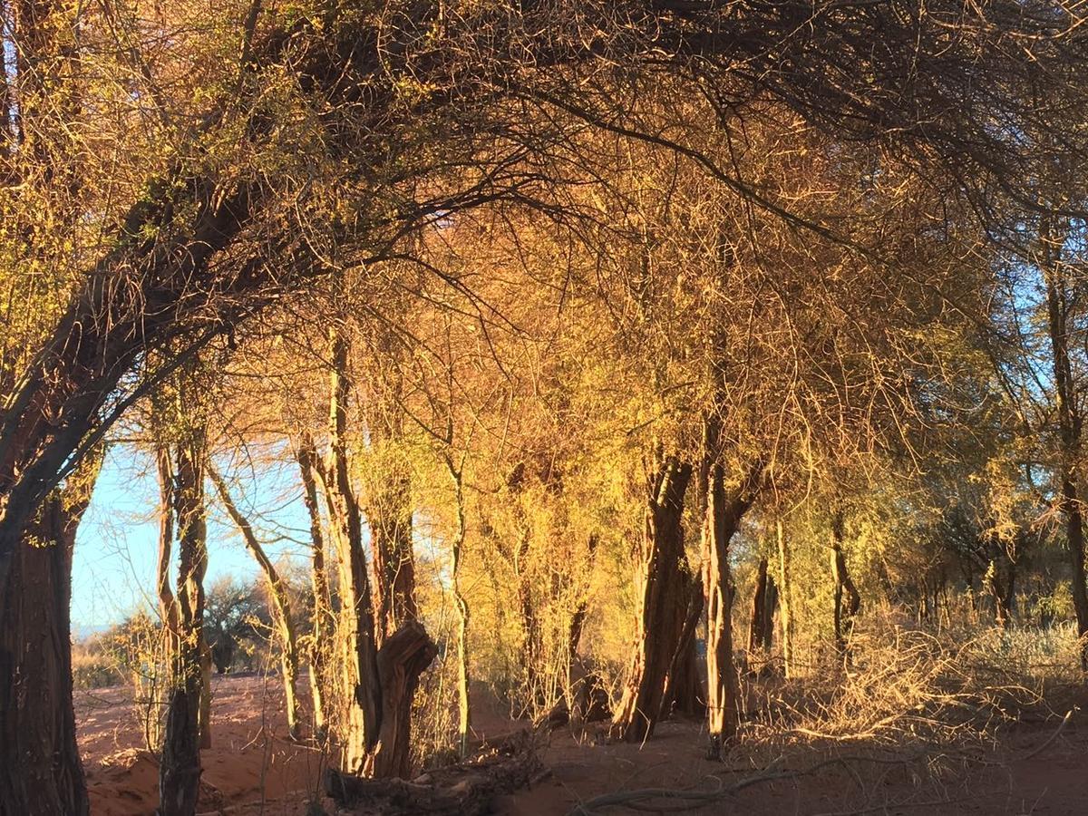 Andes Nomads Desert Camp & Lodge San Pedro de Atacama Exterior foto
